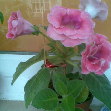 Gloxinia